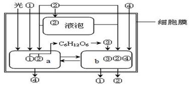 免疫细胞识别功能与细胞全能性分析