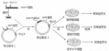 原核生物与真核生物的辨析 基于一道典型生物学题目的分析